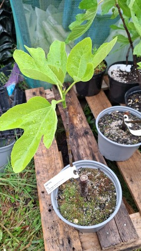 Perretta brown turkey fig - perretta/brown,