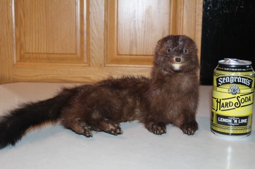 New taxidermy mink mount - taxidermy,