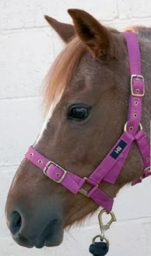 Nylon training halter - nylon,