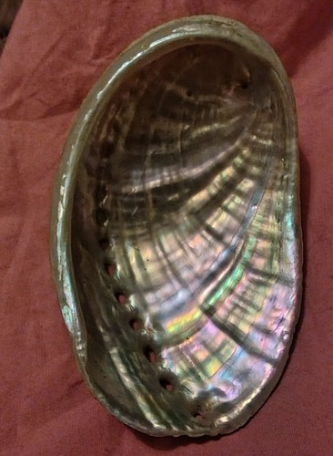 Abalone shell natural - natural, sea