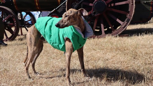 Pet apparel dog jacket size - jacket, 6