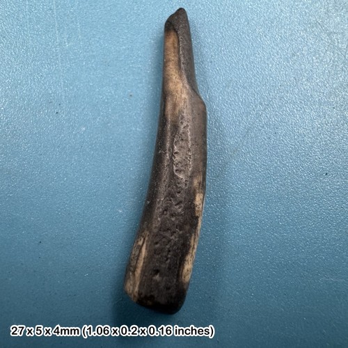 Spinosaurus dinosaur tooth - spinosaurus,