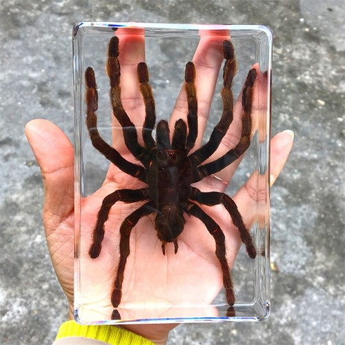 Insect resin specimen - insect,