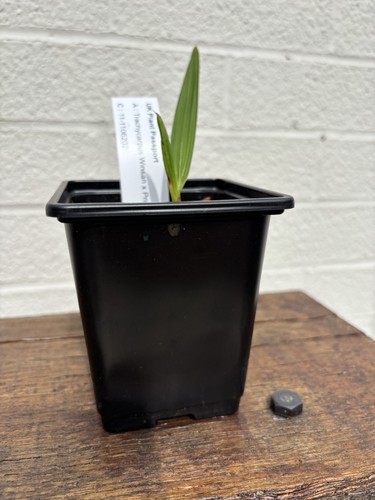Trachycarpus winsan princeps - winsan, x
