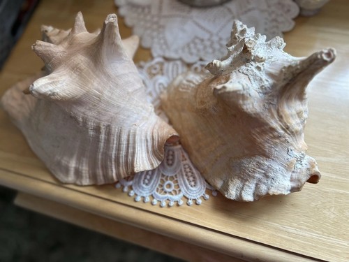 Large vintage conch shells - 2,