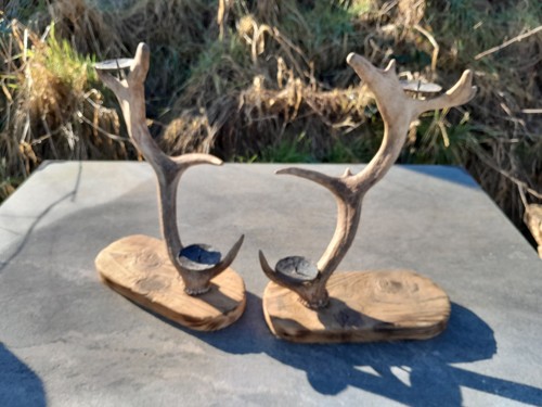 Pair fallow deer - fallow,