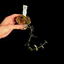 Hoya engleriana - Houseplant - P1215