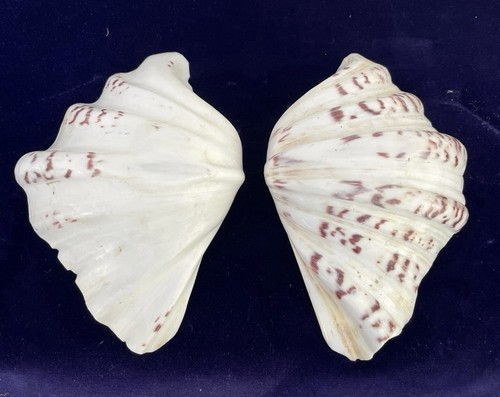 Large tridacna sea - tridacna, shell