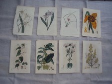 William Curtis Antique Engraving 8  Botanical Prints w Text Pages 1802 1825-26