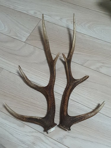 Pair sika deer - of,