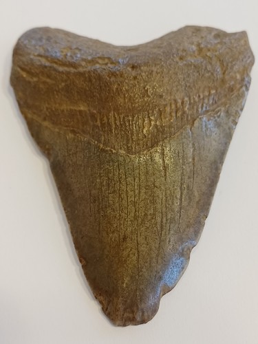 Megalodon shark tooth - tooth,