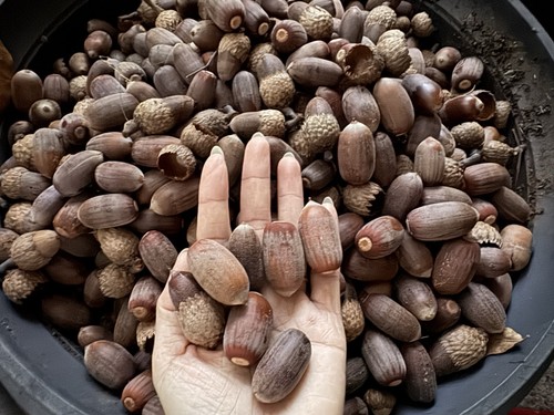 Acorns seeds black - acorns,