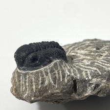 Trilobite Fossil On Natural