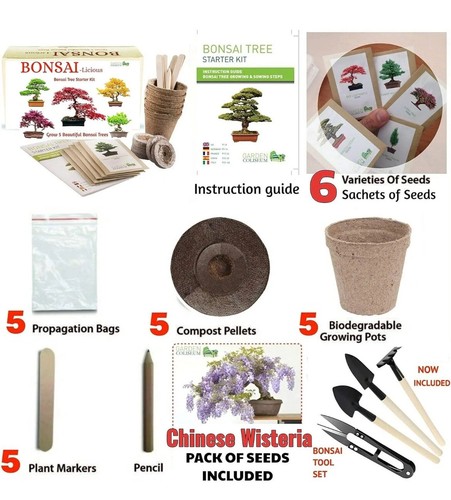 Bonsai tree kit seed - kit,