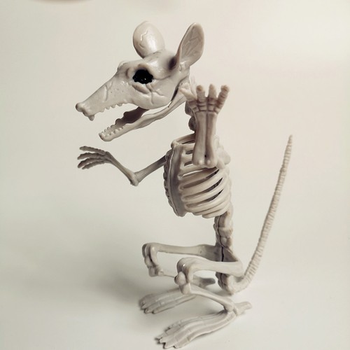 Halloween animal skeleton - ✈halloween,