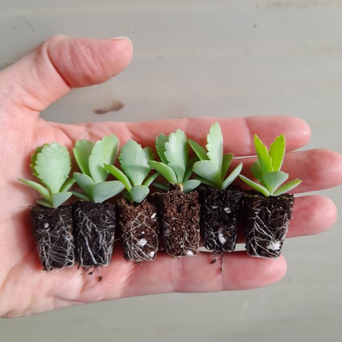 Kalanchoe laetivirens - ,