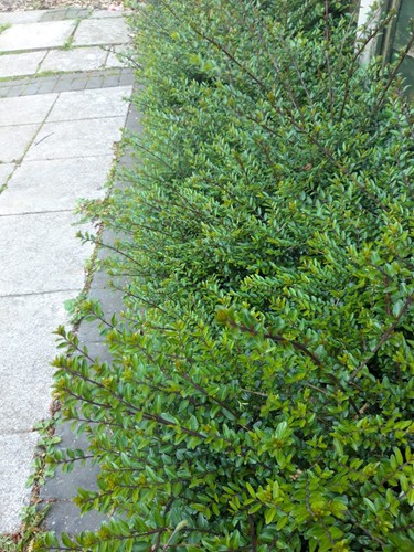 Lonicera nitida hedging - lonicera,