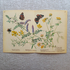 Butterfly Bee Reed Rush Willow