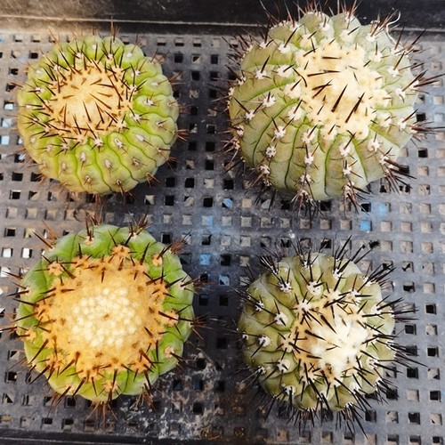 Random piece copiapoa - random, -1