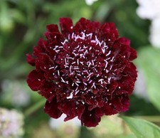 Scabious / Scabiosa Cottage