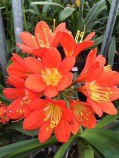5x Clivia Miniata ORANGE seeds. UK National Collection holders 