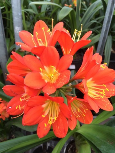 Clivia miniata orange - 3, x