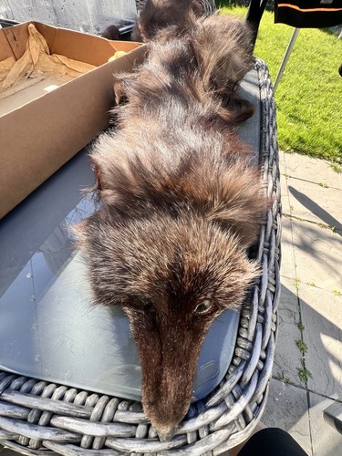 Vintage dark brown fox real - fox,