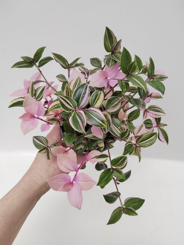 Tradescantia fluminensis - tradescantia,