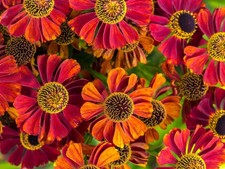100 HELENIUM ' AUTUMN LEAVES '