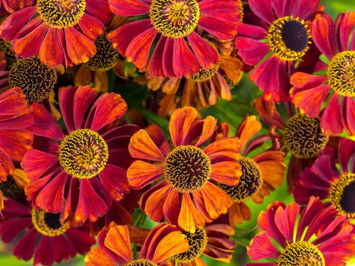 100 helenium autumn - 100, leaves