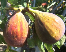 FICUS CARICA BRUNSWICK, Brunswick Fig, self fertile, sweet edible fruits, 20+cm