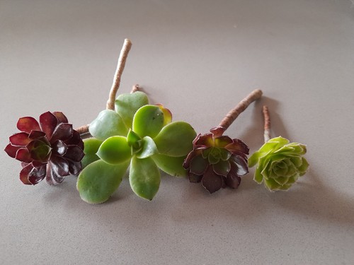 Aeoniums small assorted - small,