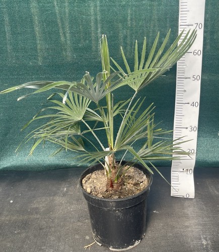 Trachycarpus wagnerianus - , x