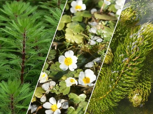 Oxygenating pond plants - oxygenating,