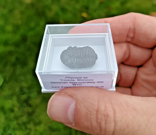 Medium sized devonian - devonian, fossil