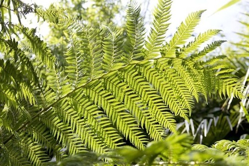 Dicksonia fibrosa gold tree - dicksonia, fibrosa|