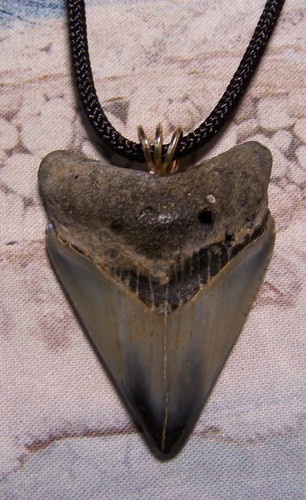 Megalodon shark tooth - tooth, 1