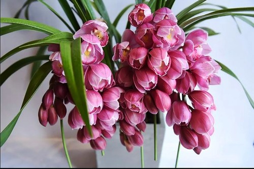 Cymbidium 大花蕙兰 - cymbidium, sp.