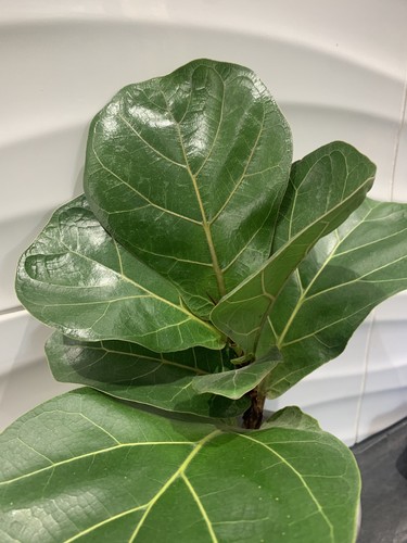 Fiddle leaf fig plant cm - plant, 25-35