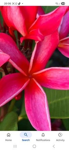 Red plumeria champa scented - red,