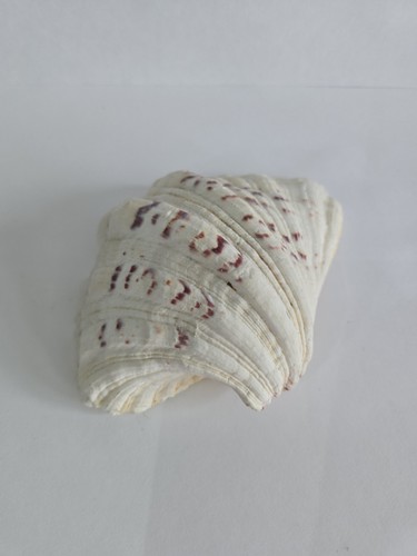 Large 25cm vintage bear paw - 25cm,