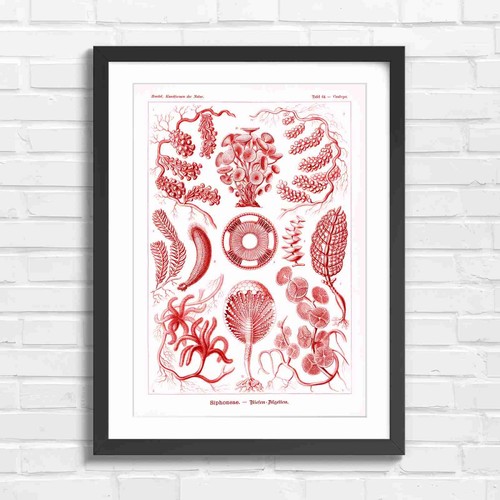 Haeckel botanical algae - botanical,