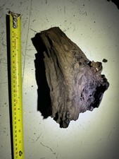 Drift Wood Dragon Wood  Bog