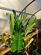 Euphorbia Erythraeae | The