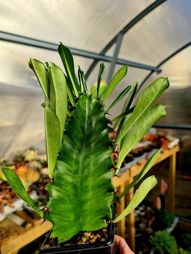 Euphorbia erythraeae the - euphorbia,