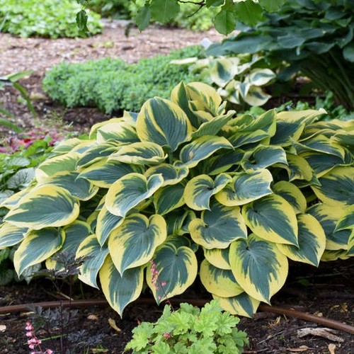 Hosta first frost rhs agm - hosta,