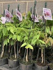 Wisteria sinensis 'Amethyst'