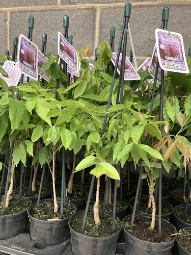 Wisteria sinensis amethyst - sinensis, 'amethyst'