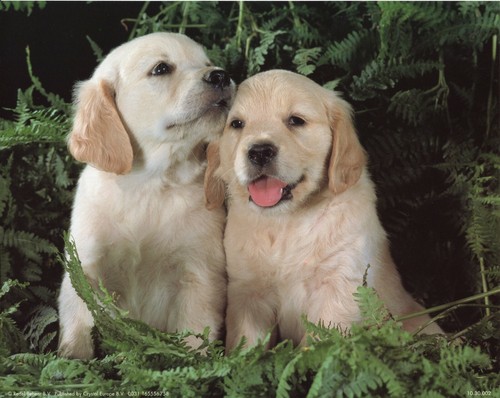 Inch framed golden - inch,