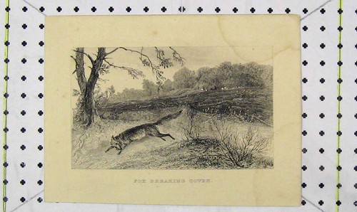 Original old antique print fox - old,